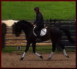 Arthur - Horse for Sale