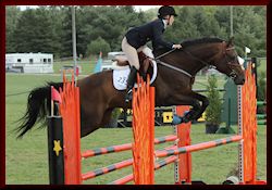 Jumper/Eventer for sale