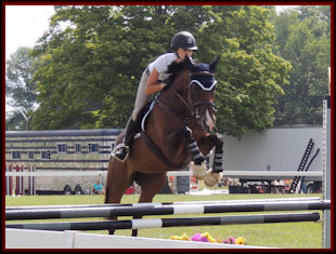 Eventing Jumper Horse for Sale