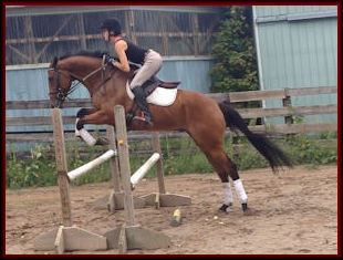 Eventing Horse for Sale