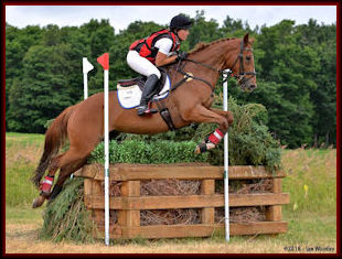 Preliminary Eventing Horse for Sale
