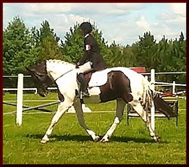 Vegas Pinto for Sale